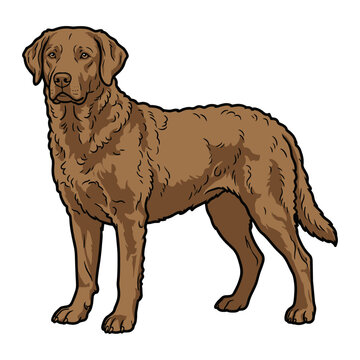 Chesapeake Bay Retriever Purebred Dog, Studio Portrait Isolated on a White Background