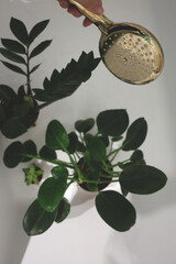 Top view of a fresh green houseplant placed inside a white bathtub with water drops on leaves.