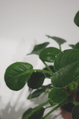 Top view of a fresh green houseplant placed inside a white bathtub with water drops on leaves.