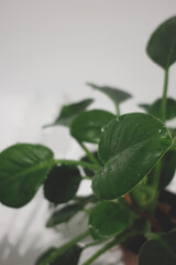 Top view of a fresh green houseplant placed inside a white bathtub with water drops on leaves.