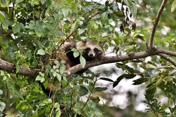 木に登ったカメラ目線のタヌキ