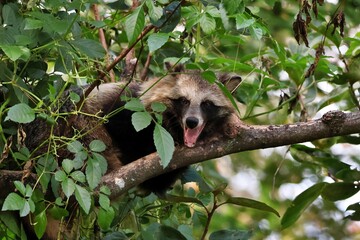 木に登ってあくびをするタヌキ