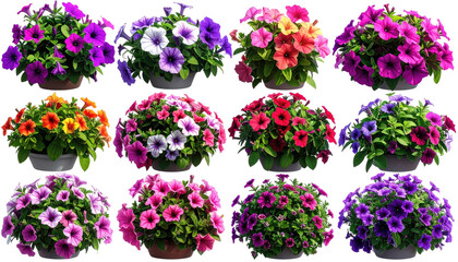 Flowers Array of colorful petunia clusters in dark pots