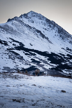 Moose on a morning in glen alps trailhead, anchorage, alaska, winter, snowy