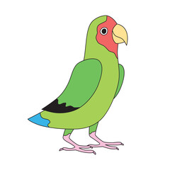Rosy-faced lovebird parrot cartoon illustration isolated vector