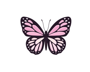 butterfly on white background