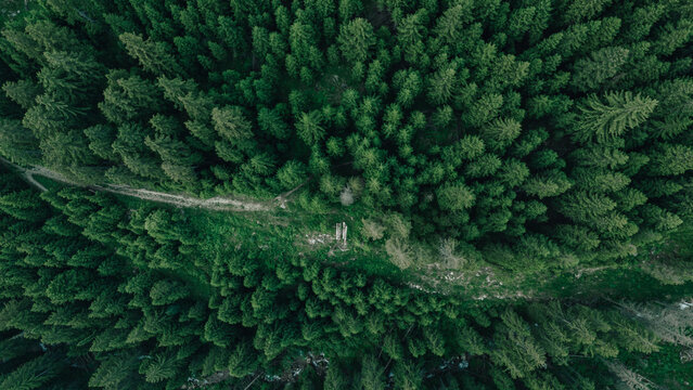 Vue a&eacute;rienne verticale d'un sentier forestier serpentant &agrave; travers une for&ecirc;t de conif&egrave;res dense et verdoyante. 