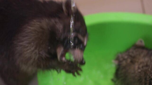 raccoon splashing water in green tub, closeup study of wet fur and whiskers as animal taps flowing stream with paws and drinks, playful interaction and droplets flying against bright plastic basin