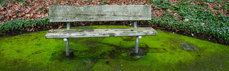 Weathered public wood bench on a bright green moss covered asphalt corner, ivy and dry fall leaves in background
