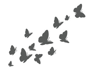 butterflies on white background