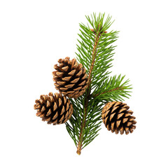 Fototapeta premium Photorealistic macro of a lush green pine branch and three detailed brown pine cones, isolated on a seamless transparent background. Minimalist christmas celebration concept