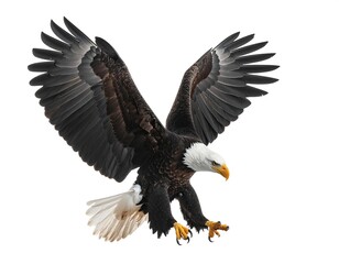 Obraz premium A majestic bald eagle with spread wings and sharp talons prepares to land against a stark white background