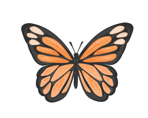 butterfly isolated on white