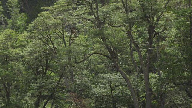 Dense rain falling over a lush forest of Coihue trees with thick green foliage in Patagonia