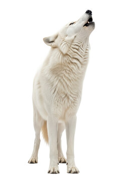 majestic arctic wolf with transparent fur and piercing yellow eyes, howling powerfully on a seamless transparent studio background with high-key lighting and copy space. concept of primal nature