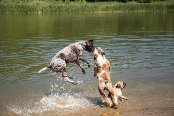 Three dogs enjoying summer on the beach