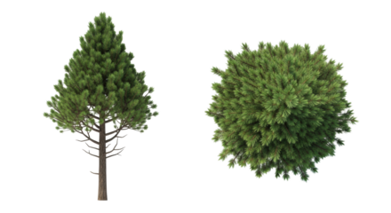 high-poly 3d rendered pine tree model featuring dark bark and vibrant green needles, displayed in orthographic front and top-down views on a white background. concept for professional 3d asset design