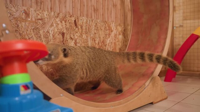 Curious coati exploring indoor wooden wheel, sniffing toy car and small slide, scampering along curved plywood surface, closeup of snout and whiskers, brown fur texture, playful enrichment session,