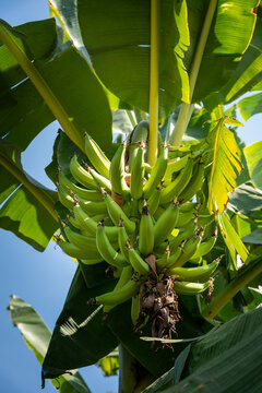 Bunch of plantains Musa paradisiaca or platano macho hanging from the banana plant in a tropical orchard.  Guerrero, Mexico. banano