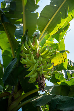 Bunch of plantains Musa paradisiaca or platano macho hanging from the banana plant in a tropical orchard.  Guerrero, Mexico. banano