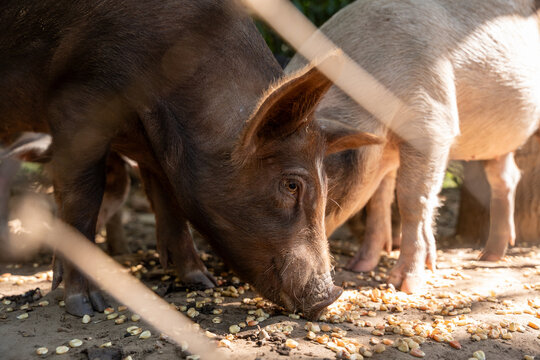 Domestic pigs Sus scrofa domestica of Duroc and Hampshire breeds eating corn behind chain link fence. Swine farming. Guerrero, Mexico. potrero, ganaderia porcina.