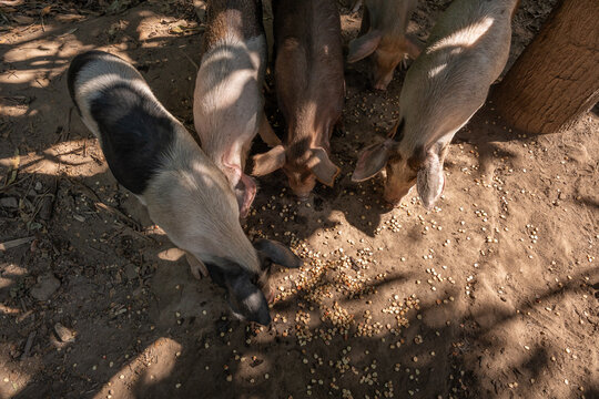 Domestic pigs Sus scrofa domestica of Duroc and Hampshire breeds eating corn behind chain link fence. Swine farming. Guerrero, Mexico. potrero, ganaderia porcina.