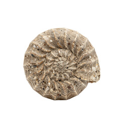 High-Resolution Photograph of a Large Ammonite Fossil on White Backdrop