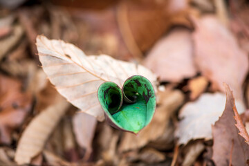 Heart-shaped green leaf of Erythronium japonicum emerging from dry fallen leaves