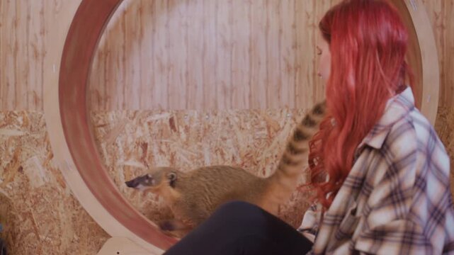 White redhead woman watches coati wheel inside wood enclosure with shavings, quiet researcher vibe as woman observes tail flick and slow wheel run, contemplative atmosphere, volunteer observer role,