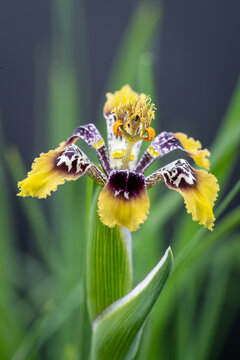 Close-up of a Ferraria densepunctulata flower, a type of iris native to South Africa.