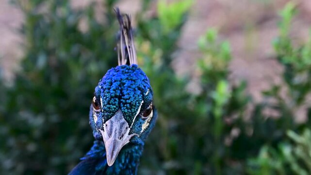 Peacock Close-Up at Sitori i Mokhi Khosa in Bukhara, Uzbekistan