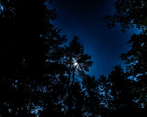 Stars shine above tree tops on a clear night in a forest setting with a visible moon