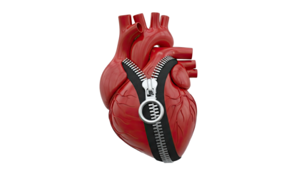 Anatomical heart with zipper