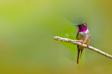 Fototapeta premium Volcano hummingbird perched on branch with blurred background