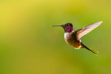 Fototapeta premium Volcano hummingbird perched on branch with blurred background