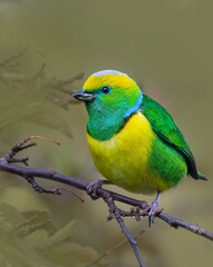 Obraz premium Golden browed chlorophonia perched on branch with colorful plumage