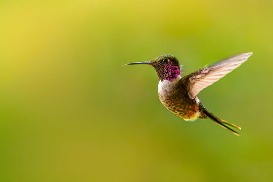 Volcano hummingbird perched on branch with blurred background