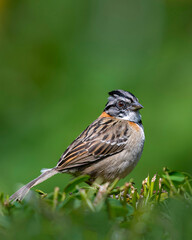 Fototapeta premium Rufous collared sparrow perched on green vegetation