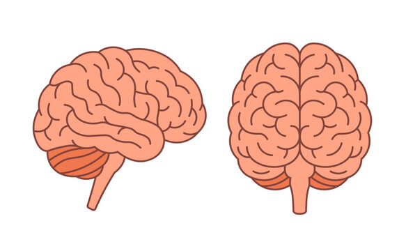 Brain vector flat human anatomy icon. Cartoon brain medical side view front view isolated flat head symbol
