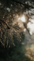 Tranquil pine needles glistening with morning dew, perfect for nature-inspired designs, fragrance concepts, and commercial backgrounds