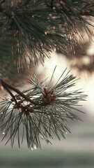 Close-up of pine needles and cones with soft sunlight, perfect for nature, fragrance, and wellness commercial projects