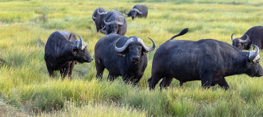 Cape Buffalo bison herd in tall grass in Amboseli National Park in the eastern African country of Kenya KEN