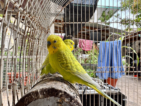 Domestic budgerigars with green and yellow plumage inside a steel cage in a home patio. Pets in a household environment. Melopsittacus undulatus, periquitos australianos,  cotorra australiana, lorito,