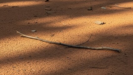 A thin, dry stick lies on sunlit, reddish-brown sandy ground with dappled shadows.