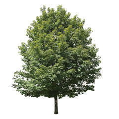 Fototapeta premium Red maple, Acer rubrum, PNG