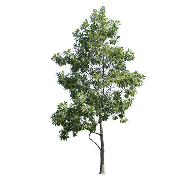 Sweet Bay Magnolia, Magnolia virginiana, PNG