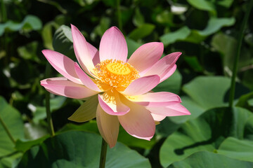Beautiful Lotus (lat. Nelumbo nucifera) in a pond