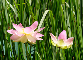 Lotuses (lat. Nelumbo nucifera) in a pond