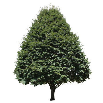 Tilia americana, American basswood, American linden PNG
