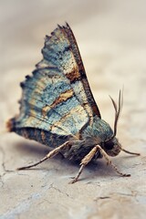 Obraz premium Macro Portrait of a Beautiful Wild Moth Insect with Blue Patterned Wings